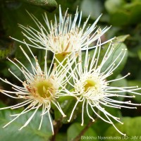 Syzygium fergusonii (Trimen) Gamble